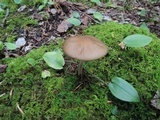 Oudemansiella furfuracea image