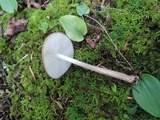 Oudemansiella furfuracea image