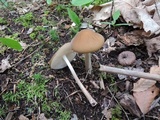 Oudemansiella furfuracea image