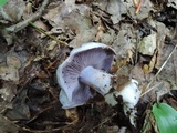 Cortinarius argenteopileatus image