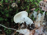 Hygrophorus laurae image