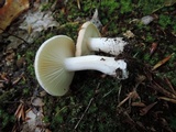 Hygrophorus laurae image