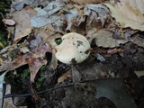 Hygrophorus laurae image