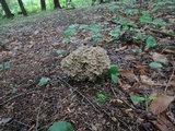 Polyporus umbellatus image