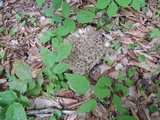 Polyporus umbellatus image