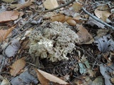 Polyporus umbellatus image