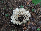 Polyporus umbellatus image