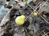 Hygrocybe ceracea image