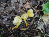 Hygrocybe ceracea image