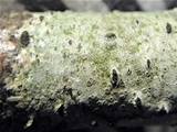 Pseudovalsa lanciformis image