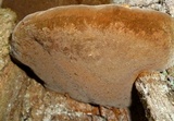 Phellinus robiniae image