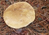 Tylopilus felleus image