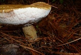 Tylopilus felleus image