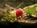 Microstoma floccosum image