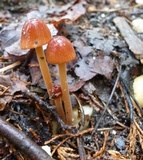 Conocybe tenera image