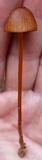 Conocybe tenera image