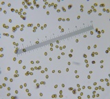 Conocybe tenera image