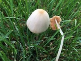 Conocybe apala image