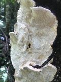 Earliella scabrosa image