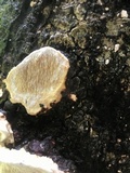 Earliella scabrosa image