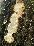 Earliella scabrosa image