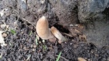 Xylaria poitei image