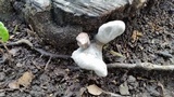 Xylaria poitei image