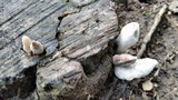 Xylaria poitei image