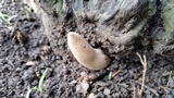 Xylaria poitei image