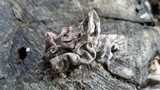 Xylaria poitei image