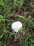 Lycoperdon echinatum image