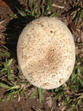 Amanita pubescens image