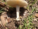 Amanita pubescens image