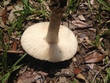 Amanita pubescens image