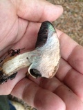 Tylopilus sordidus image