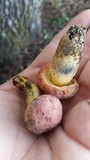 Lanmaoa pseudosensibilis image