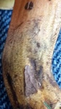 Lanmaoa pseudosensibilis image