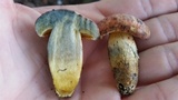 Lanmaoa pseudosensibilis image