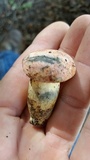 Lanmaoa pseudosensibilis image