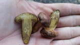 Lanmaoa pseudosensibilis image