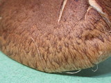Lacrymaria echiniceps image