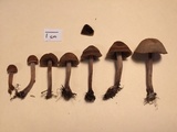 Panaeolus cinctulus image