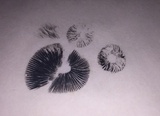 Panaeolus cinctulus image