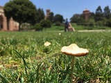 Conocybe apala image