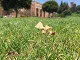 Conocybe apala image