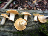 Cuphophyllus pratensis image