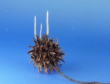 Xylaria liquidambaris image