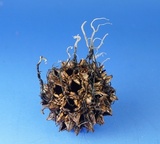 Xylaria liquidambaris image