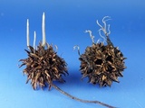 Xylaria liquidambaris image