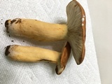 Lactarius volemus image